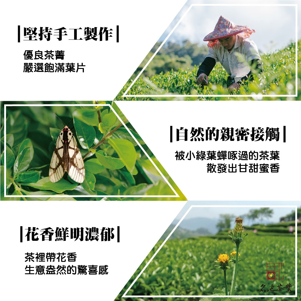 被小綠葉蟬啄過的茶葉