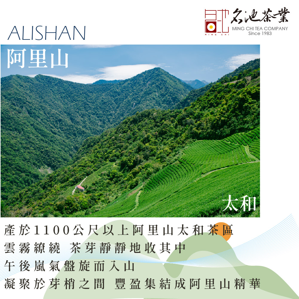 凝聚於芽梢之間 豐盈集結成阿里山精華