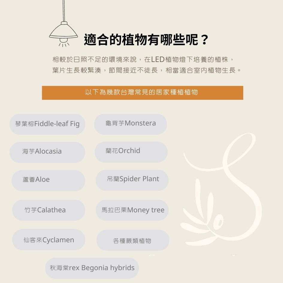相較於日照不足的環境來說,在LED植物燈下培養的植株,