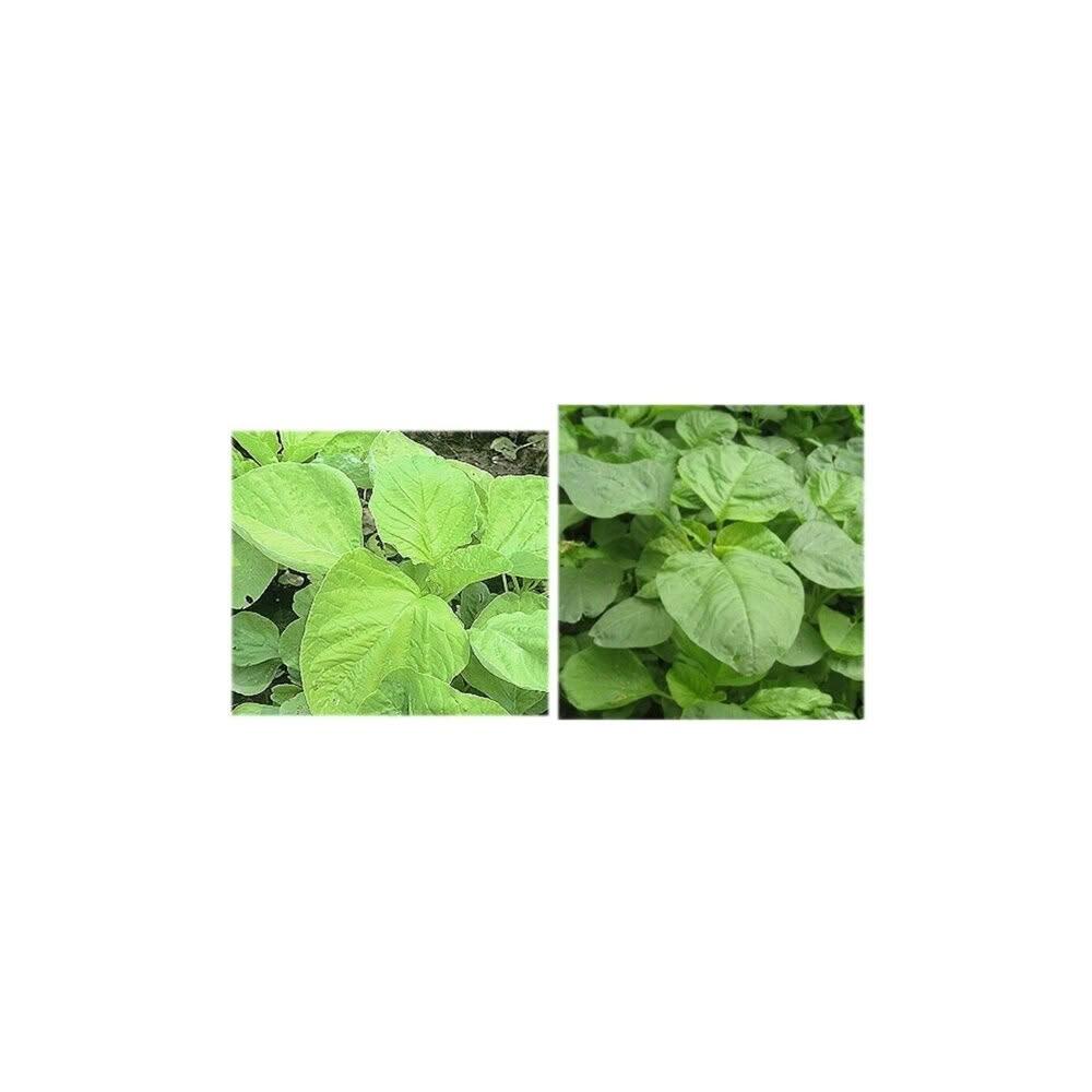 【蔬菜之家】00A13.大包裝白杏菜種子250克(白莧菜.黃綠色葉，生長速，開花晚 白杏菜 葉菜類大包裝)