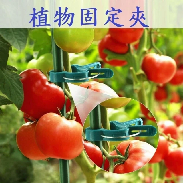 植物固定夾 番茄 夾子 嫁接夾 瓜果夾 南瓜夾 綁枝 藤蔓夾 幼苗夾 植物夾 哈密瓜夾 絲瓜夾 綁蔓夾 蘭花夾 水果夾