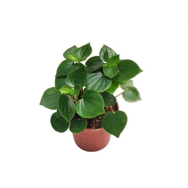 【Gardeners】心願椒草 3吋盆 -1入室內植物/綠化植物/觀葉植物