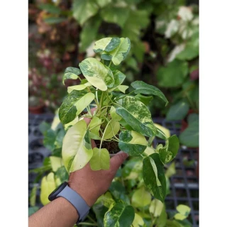 開心農元-觀葉植物- 斑葉鳥蕉Heliconia 'Variegated Nickeriensis