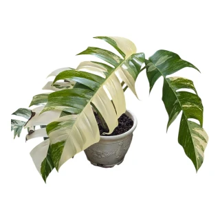 開心農元-觀葉植物- 斑葉鳥蕉Heliconia 'Variegated Nickeriensis