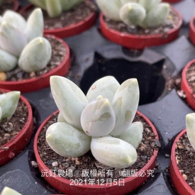 桃美人 多肉 桃美人 Pachyphytum 多肉植物の専門店 ソルバイソル