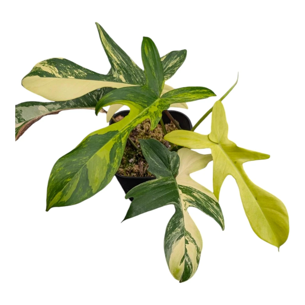 開心農元-觀葉植物- 斑葉鳥蕉Heliconia 'Variegated Nickeriensis