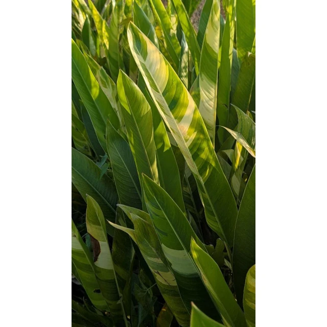 開心農元-觀葉植物- 斑葉鳥蕉Heliconia 'Variegated Nickeriensis