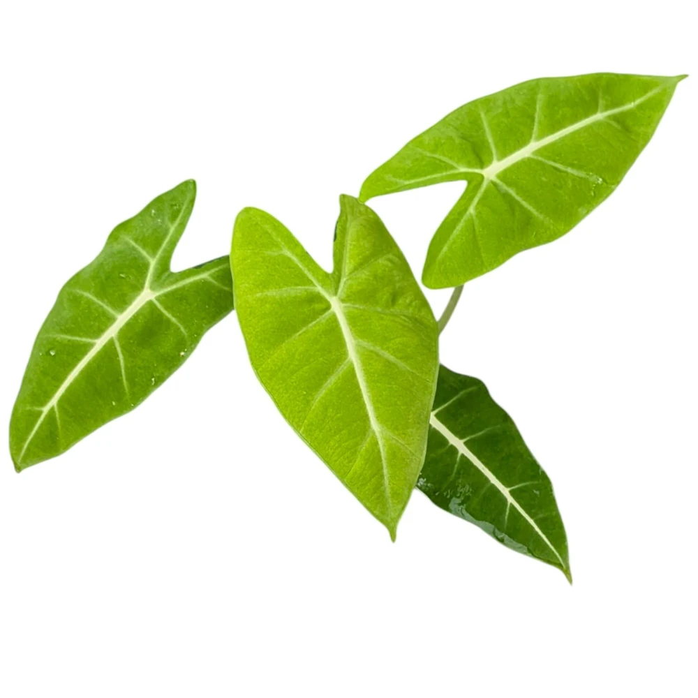 開心農元-觀葉植物- 斑葉鳥蕉Heliconia 'Variegated Nickeriensis