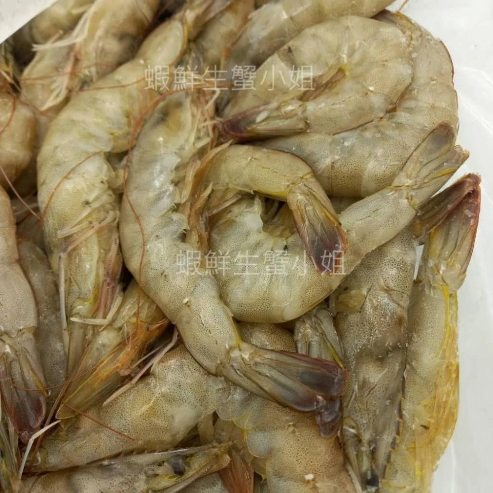 【蝦鮮生蟹小姐】活凍白蝦-中   3台斤業務包
