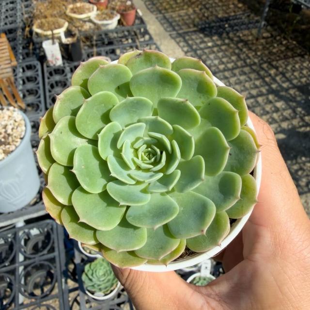 花田多肉》🌵【七福神】 3吋盆多肉植物/多肉/戶外植物/景天科