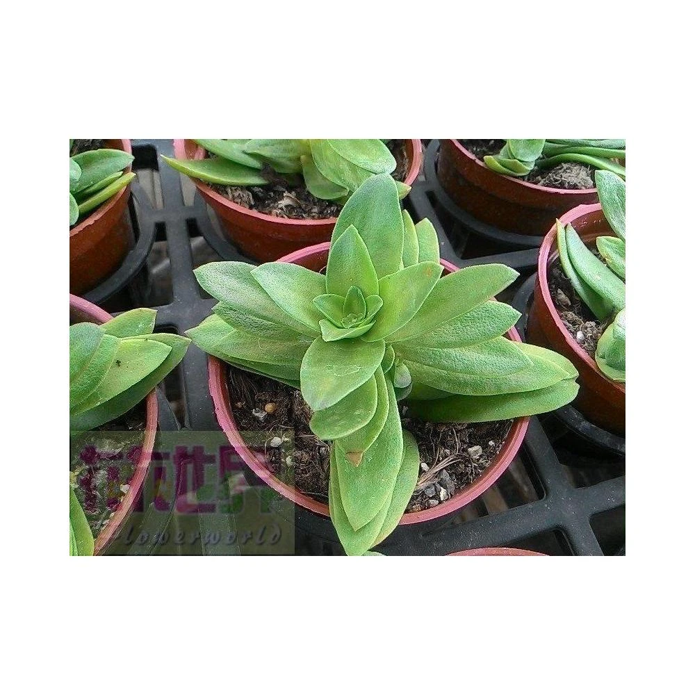 花森好市-多肉植物* 迷你蓮錦3吋盆高5-10cm 小巧多肉植物* 好療癒-1