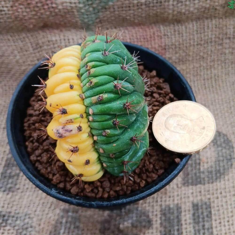 dongyang 多肉植物-龍神綴化錦(仙人掌科)