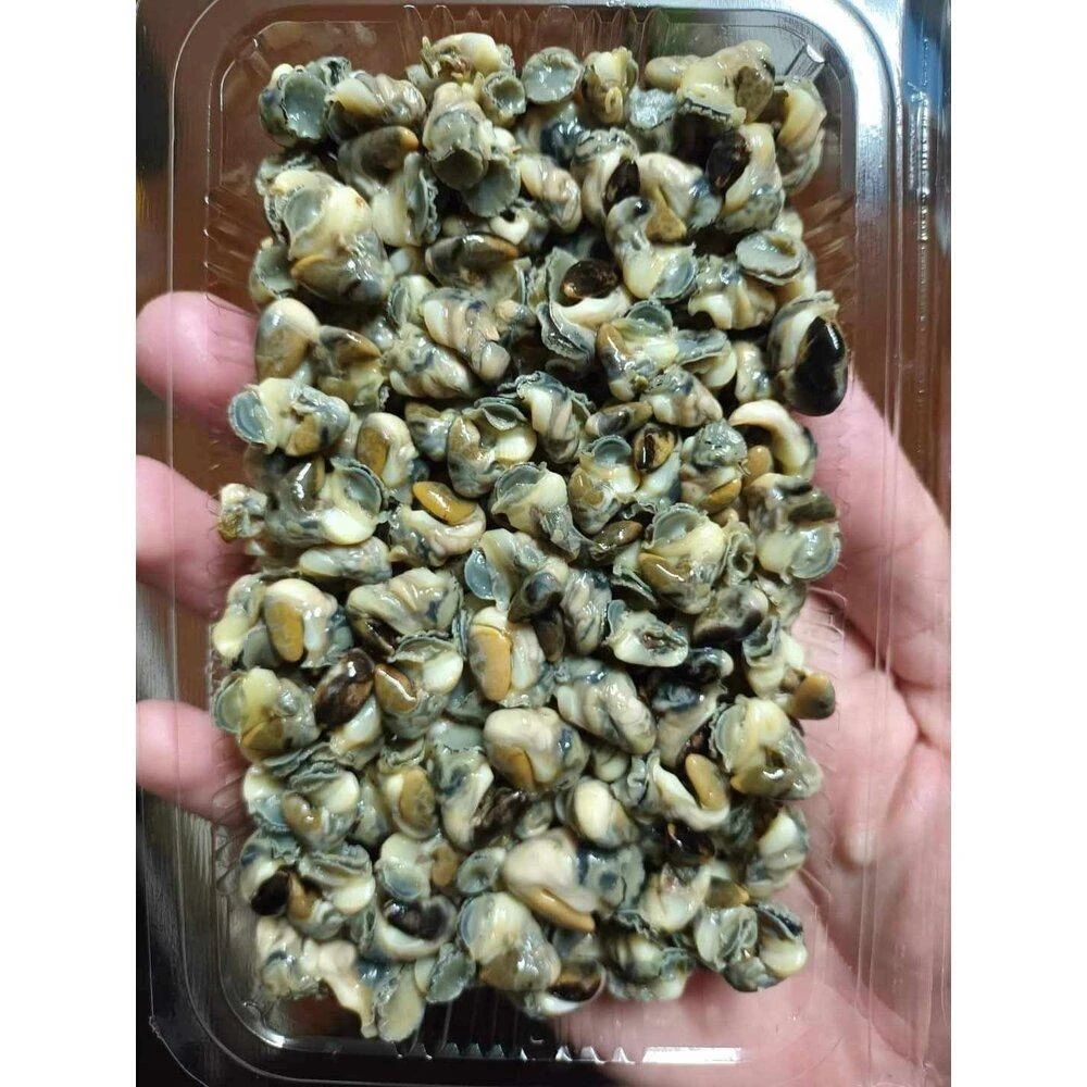 【阿禧鮮魚行】板橋阿禧鮮魚      澎湖新鮮現挖肥美 螺肉全家店到店 799元 免運