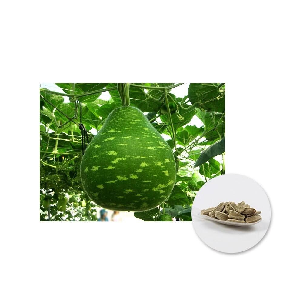【蔬菜之家】大包裝G13.花匏瓜種子25克/100克 蒲瓜 匏仔 結果多耐寒性佳。煮食佳