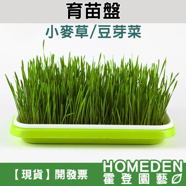 育苗盤 水耕盤 芽菜盤 種植盤 水根盆 芽菜種植盤 豆芽菜 小麥草 貓草 無土栽培【HOMEDEN霍登園藝】