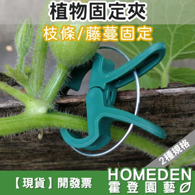 植物固定夾 園藝夾 爬藤植物 藤蔓固定夾 瓜果固定夾 蔓夾 蕃茄夾 枝條夾 綁枝夾【HOMEDEN霍登園藝】