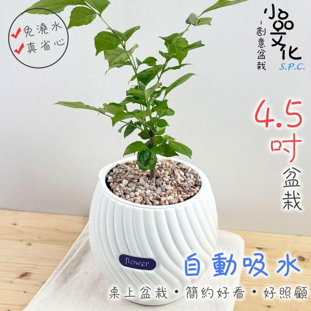 盆栽 手作植木鉢 W16.5cm 検（ 塊根植物 グラキリス パキプス アガベ)