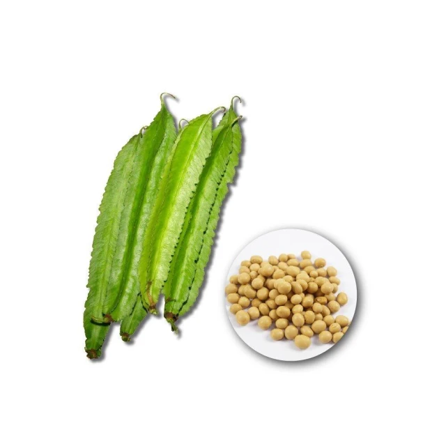 【蔬菜之家】00E22大包裝.青脆翼豆種子50克約120顆楊桃豆蔓性一年生開藍白或紫色花每花